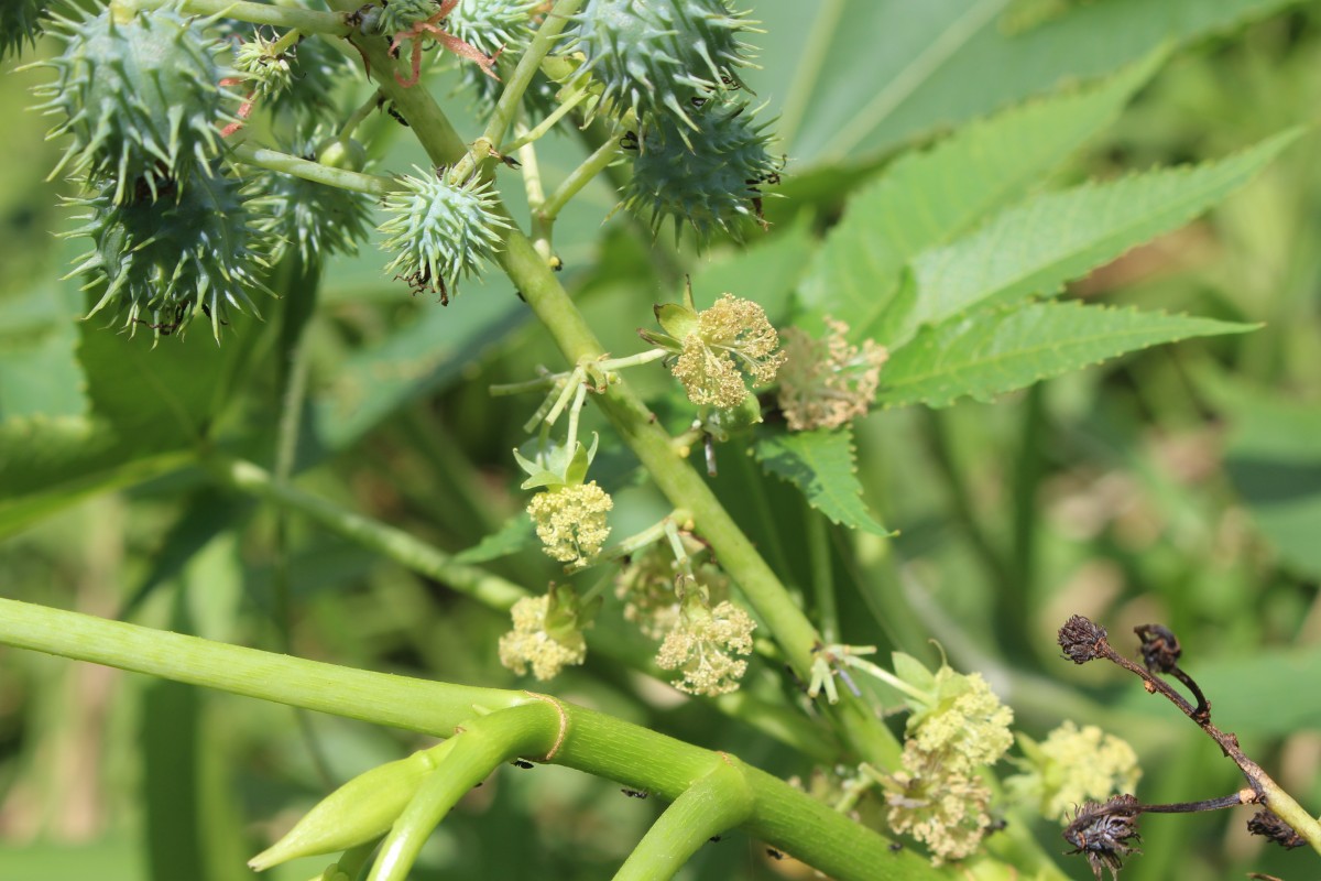 Ricinus communis L.